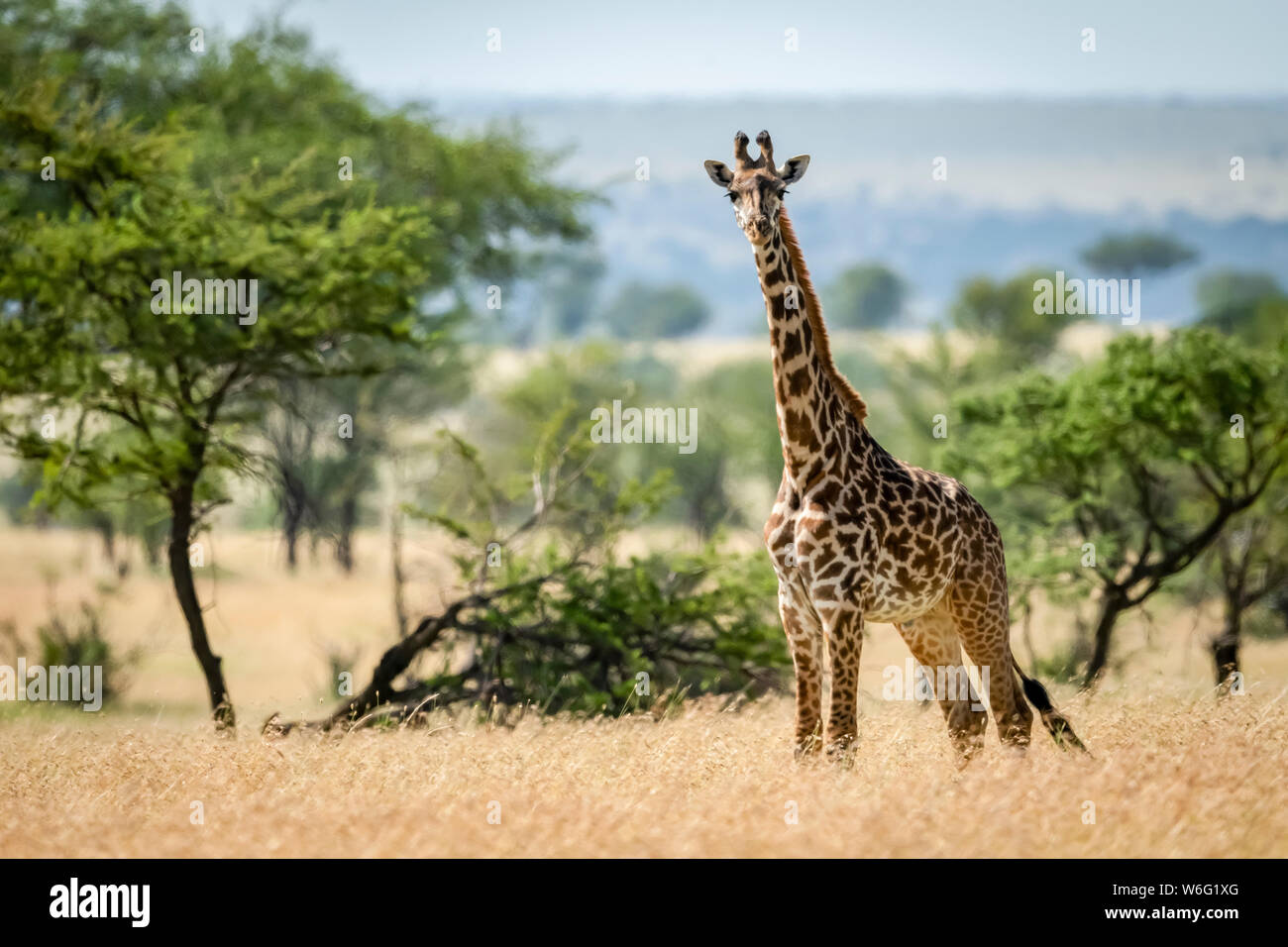 Masai giraffe (Giraffa camelopardalis tippelskirchii) stands in grass by trees, Serengeti National Park; Tanzania Stock Photo