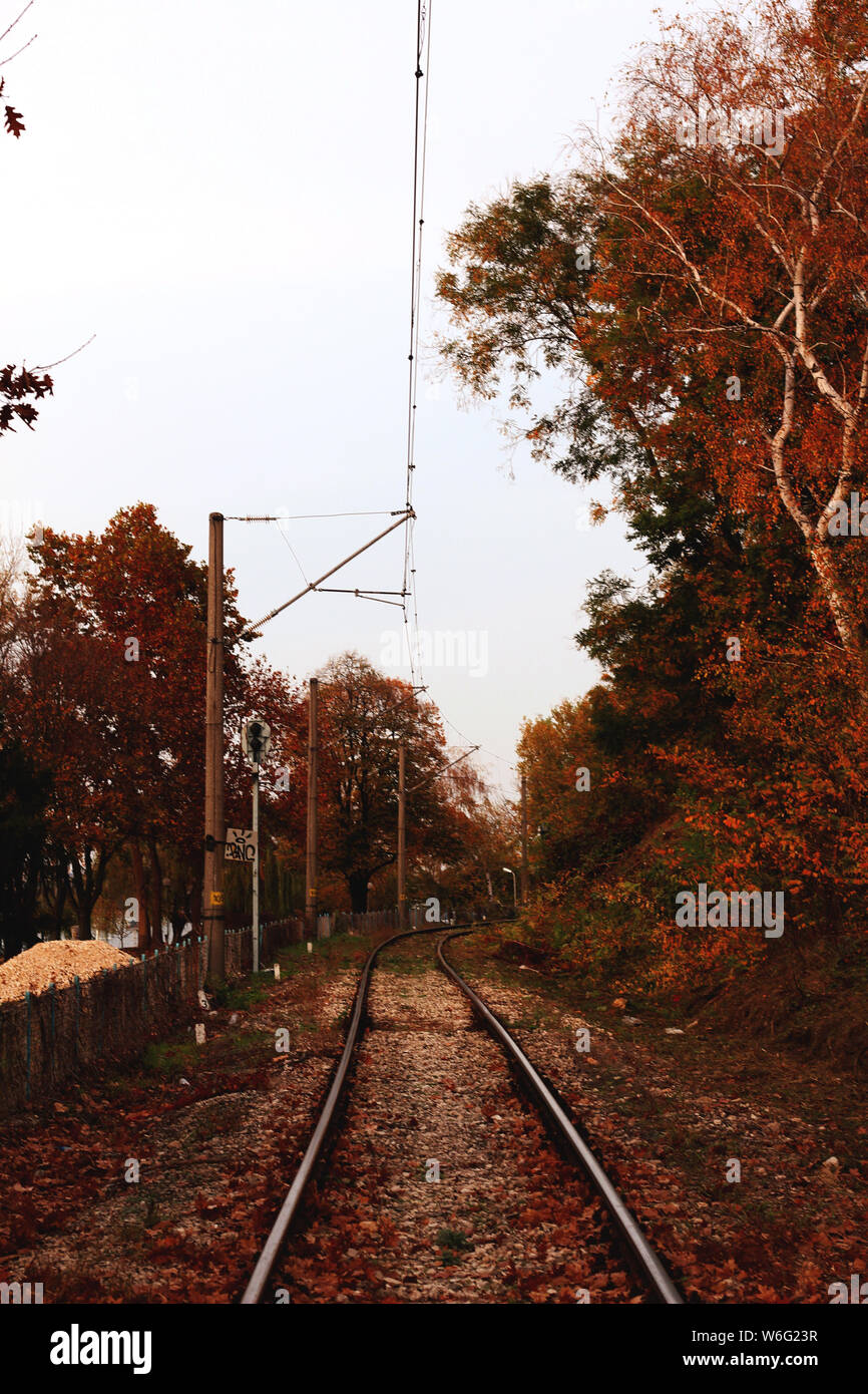 Linear perspective trees hi-res stock photography and images - Alamy