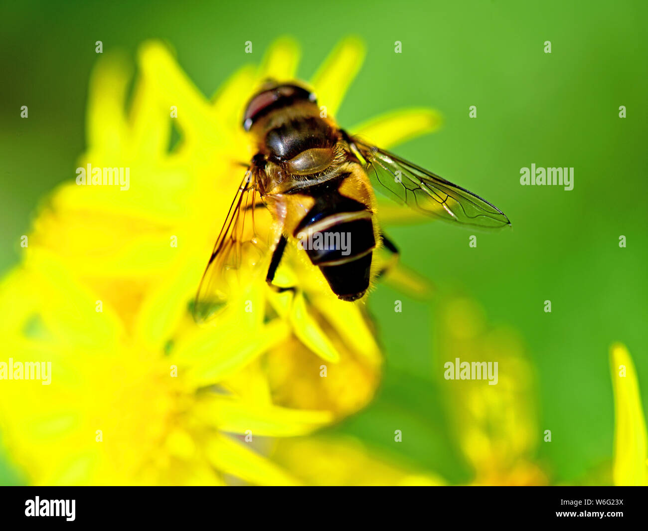 Single lone bee wasp fertilising yellow flower against green muted background Stock Photo