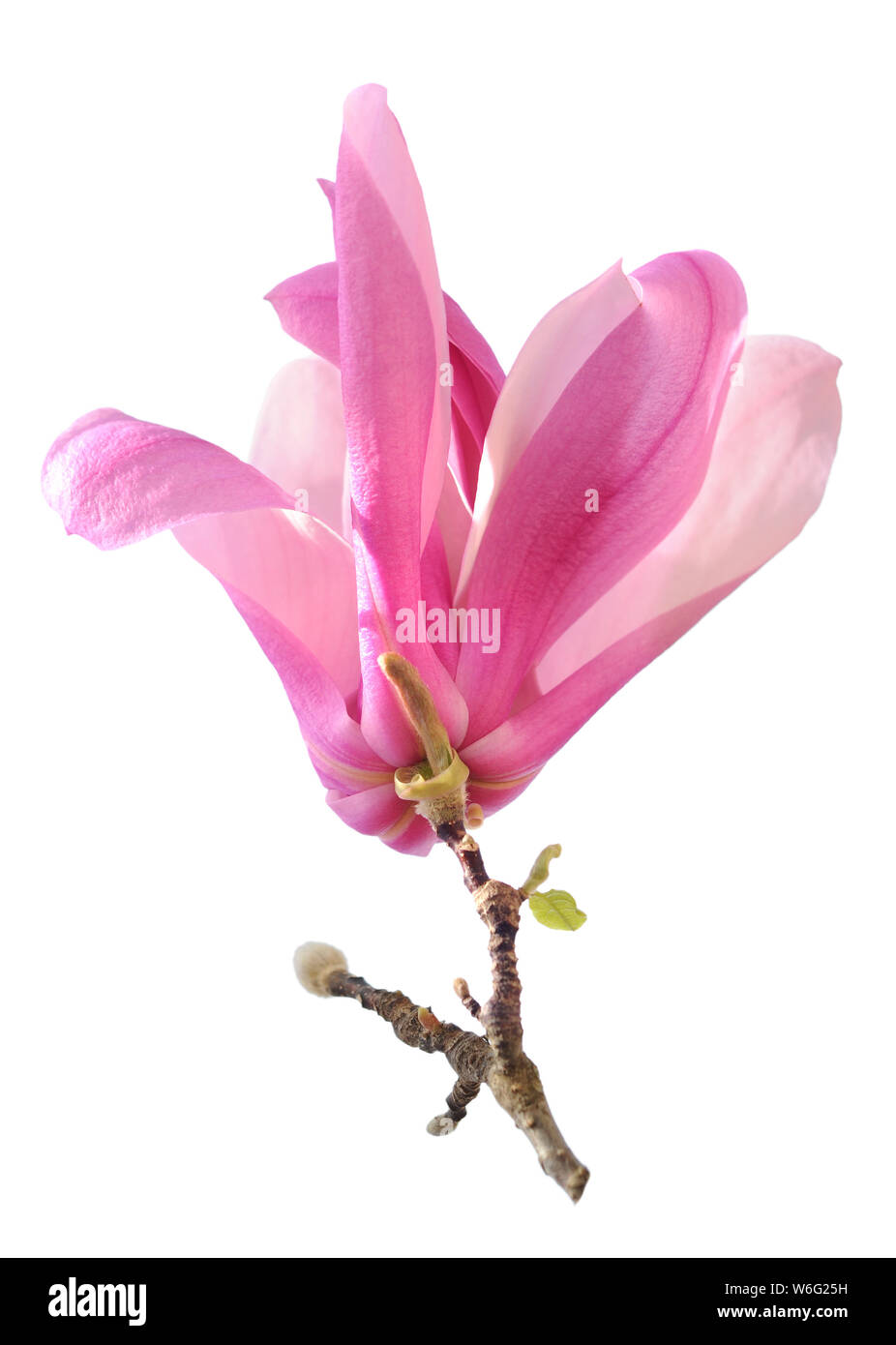 pink magnolia flower isolated on white background Stock Photo - Alamy