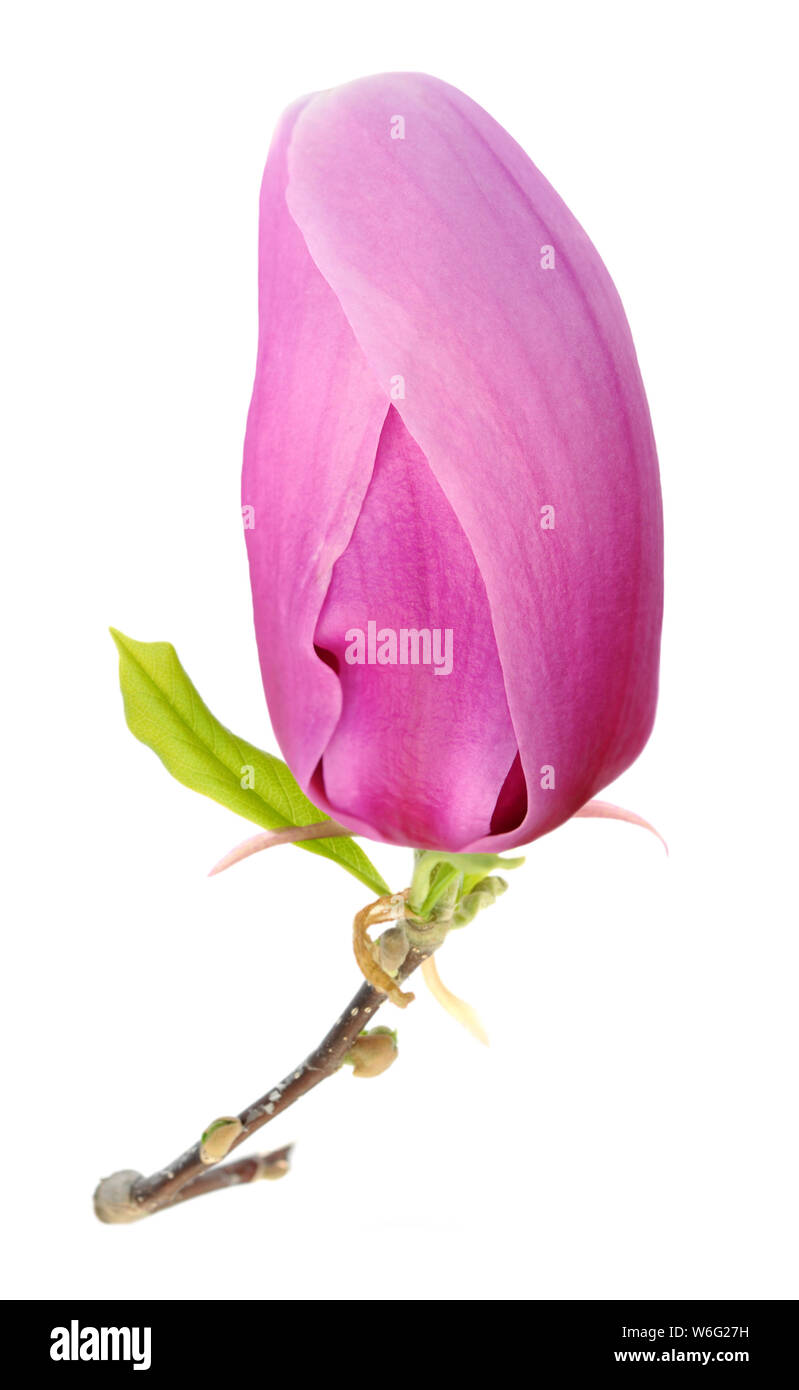 pink magnolia flower isolated on white background Stock Photo - Alamy