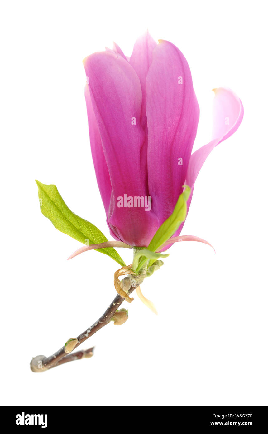 pink magnolia flower isolated on white background Stock Photo - Alamy
