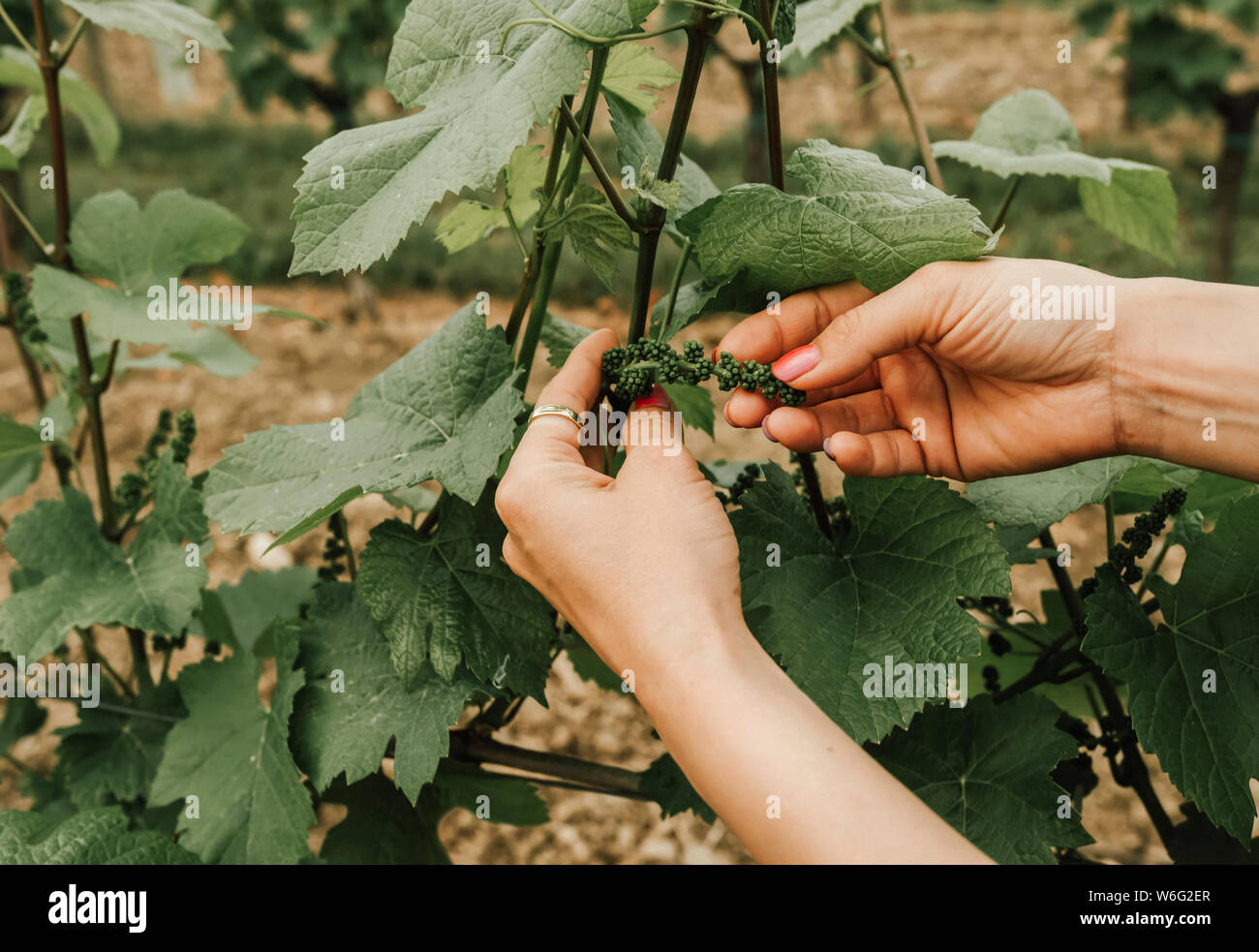 Woman's hands holding new growth of grape cluster on vine; Friuli