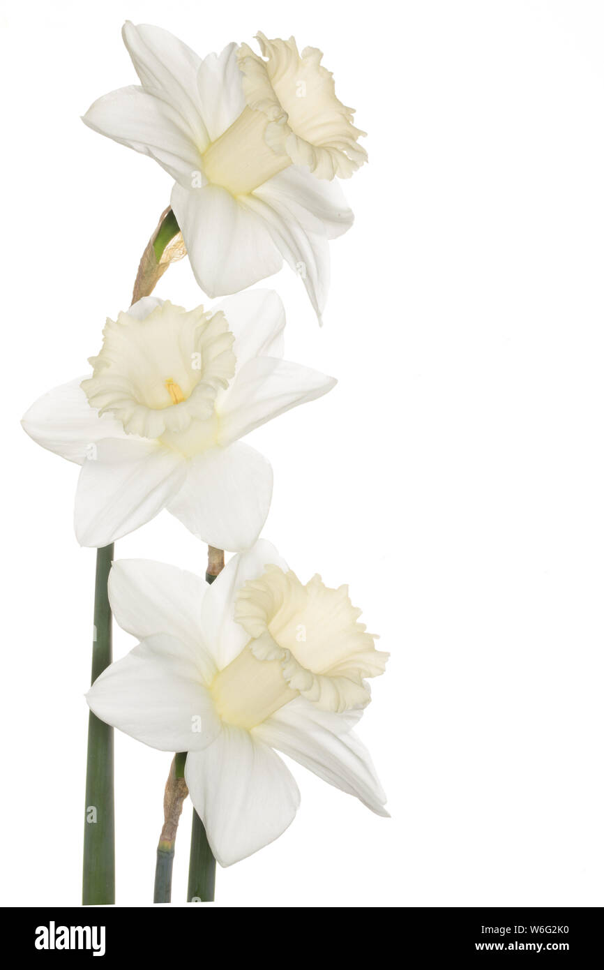 An vertical arrangement of three narcissus 'Mount Hood' on a white background Stock Photo