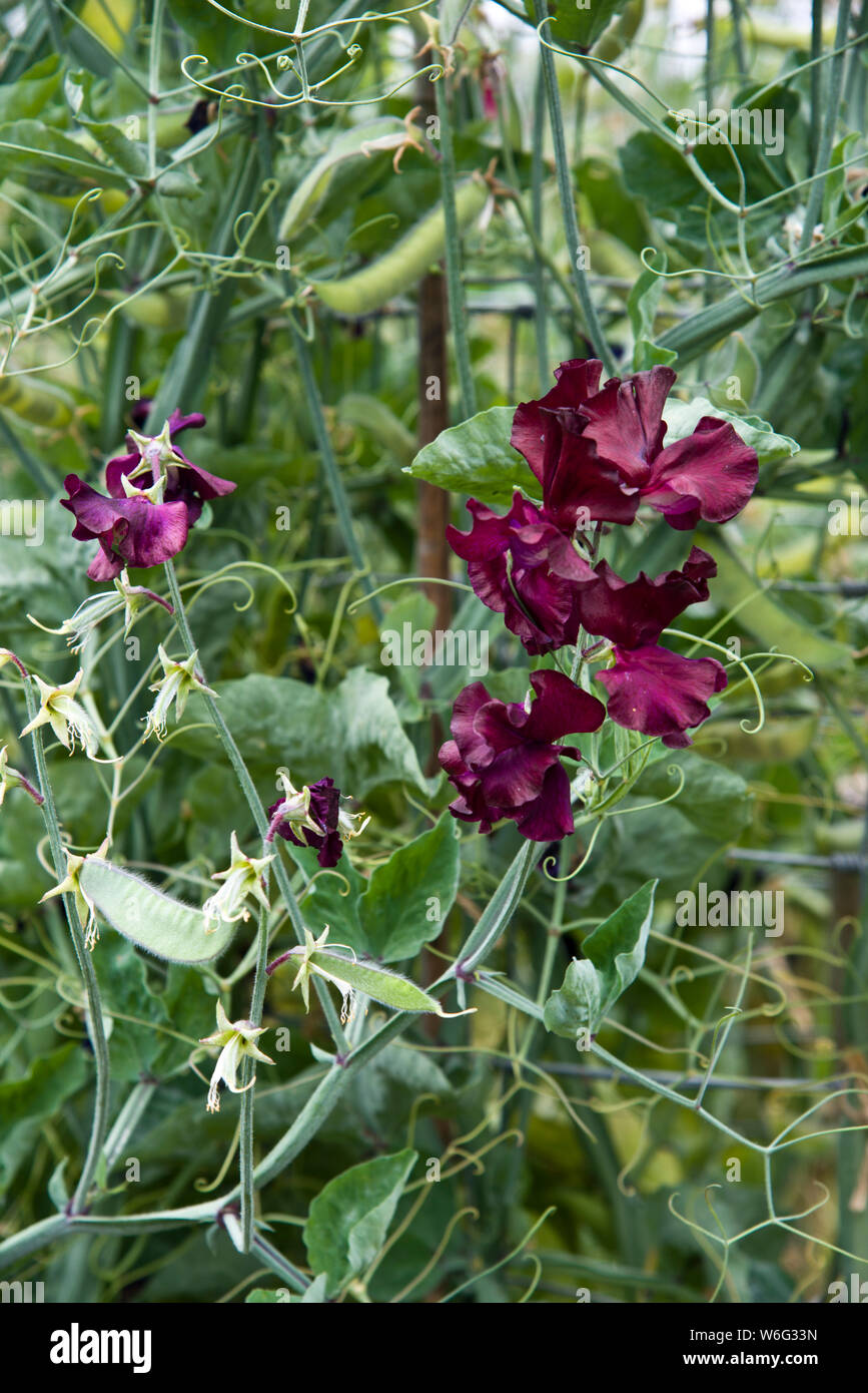 Sweet pea flowers, veriety Lovejoy Stock Photo