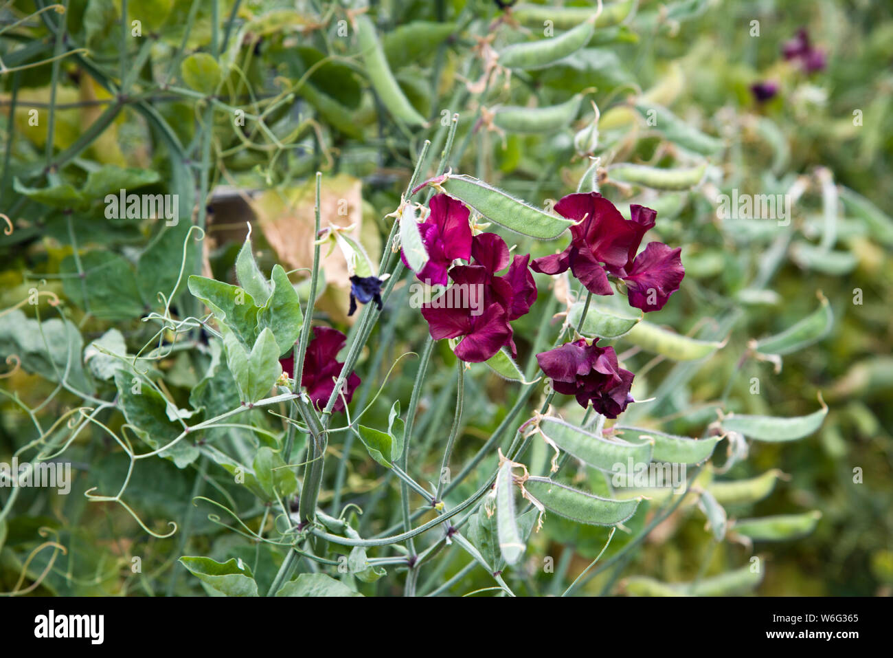 Sweet pea flowers, veriety Lovejoy Stock Photo