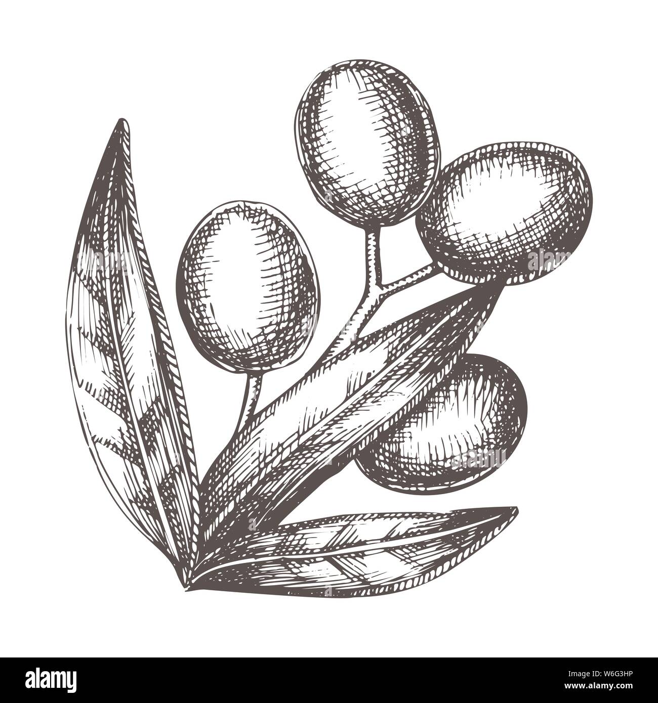 Agricultural Olive Tree Branch Vintage Vector Stock Vector Image & Art ...