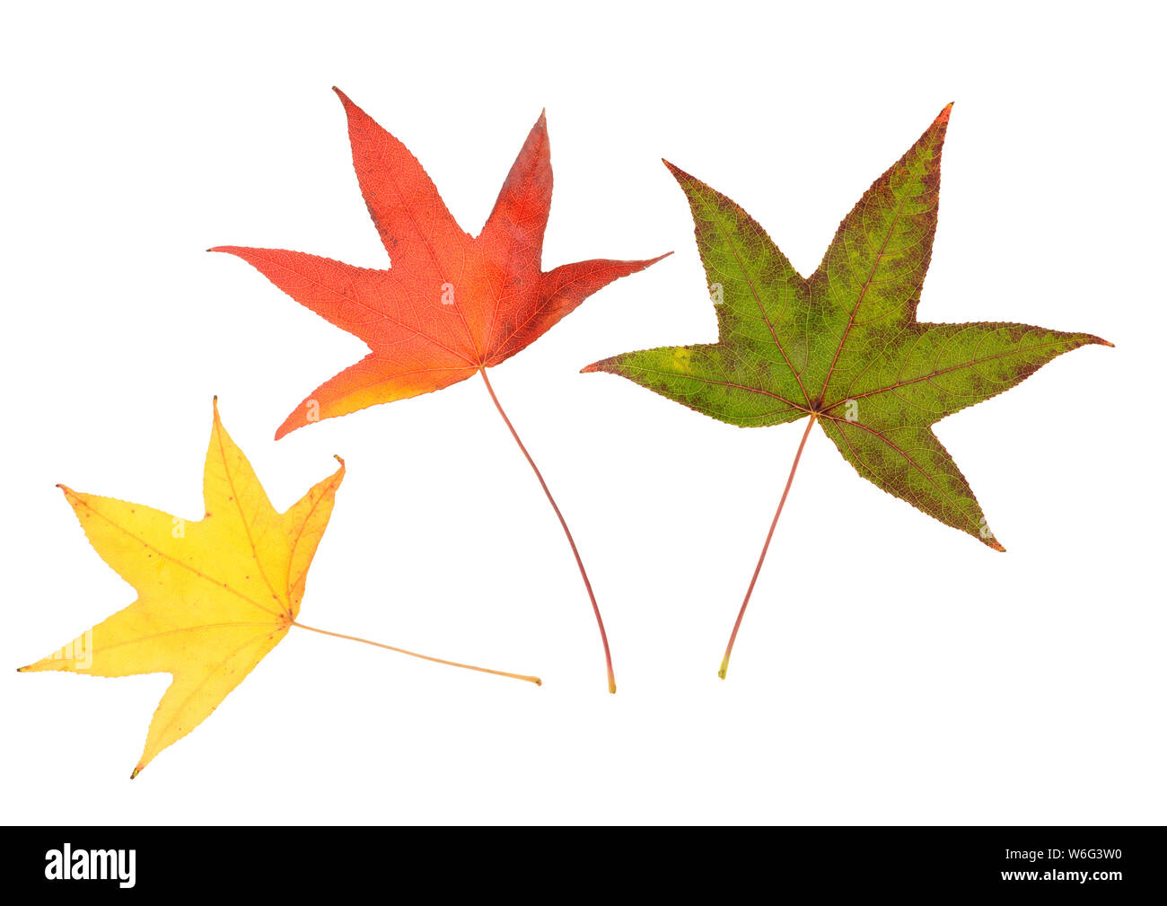 Maple leaf isolated on white background Stock Photo - Alamy
