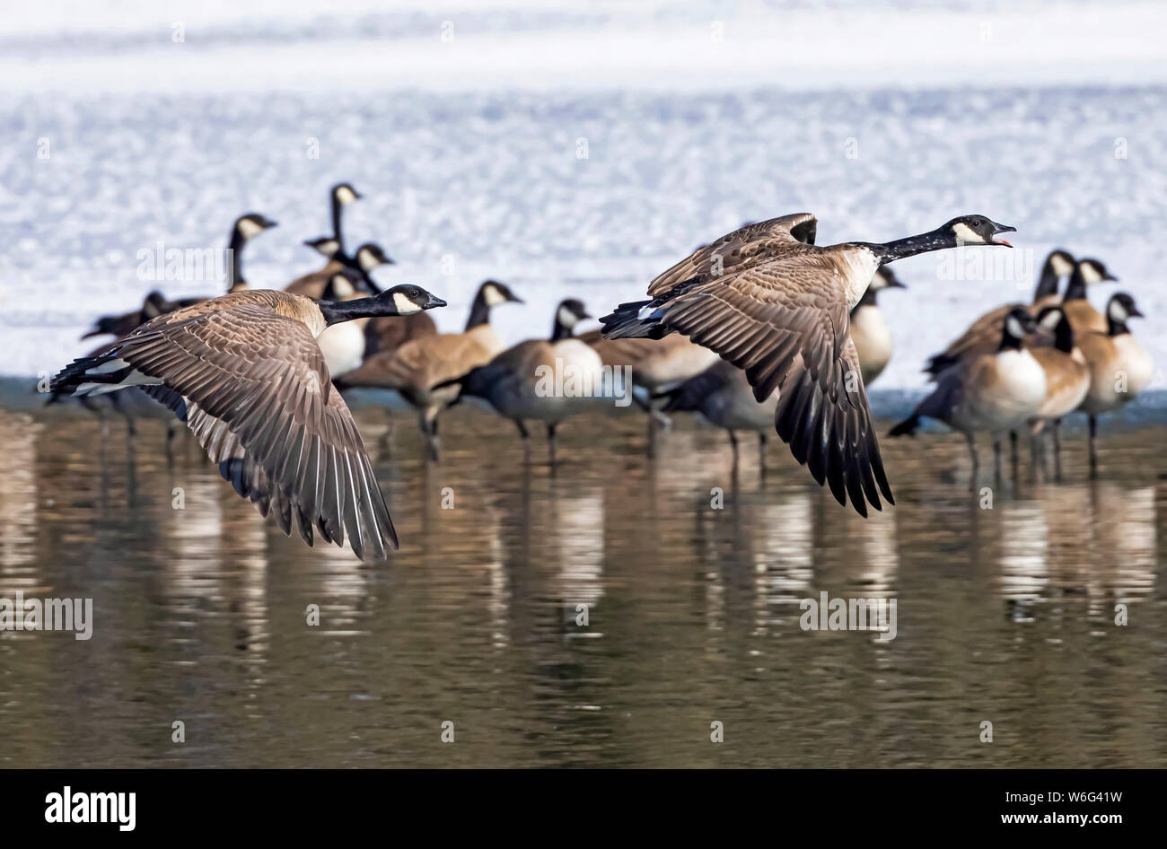 Canada geese (Branta canadensis) taking flight while others stand in the water in the background; Denver, Colorado, United States of America Stock Photo