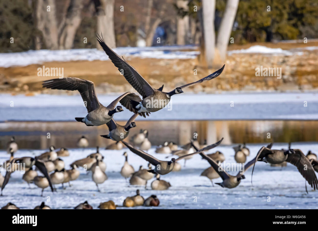 Canada geese (Branta canadensis) taking flight while geese and ducks stand on the snow and ice in the background Stock Photo