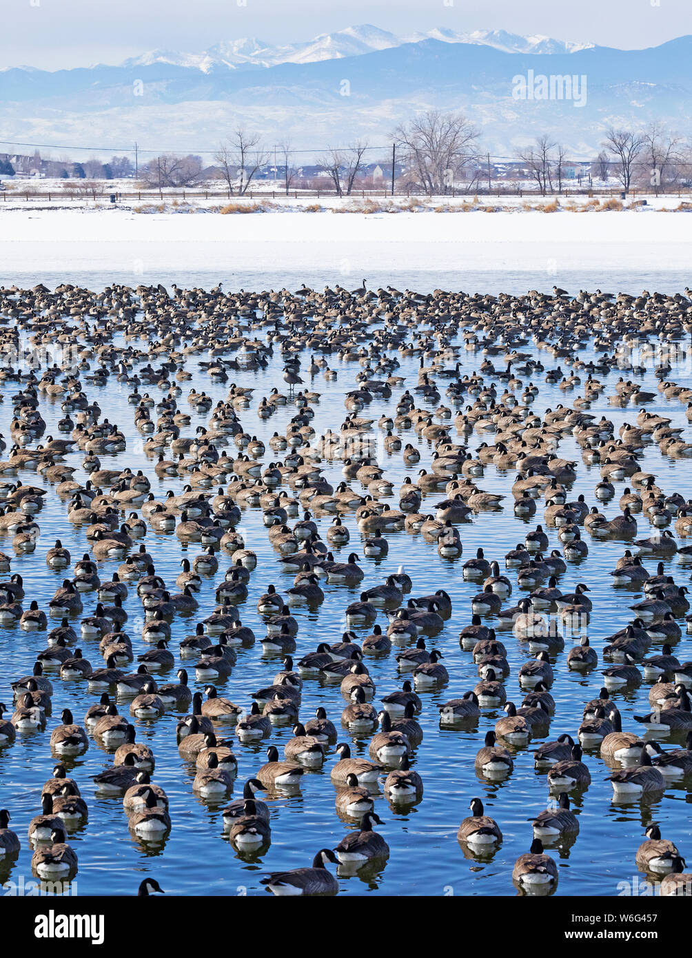 Canada geese (Branta canadensis) and mallards (Anas platyrhynchos) sit on tranquil water with a snowy field and mountain range in the background Stock Photo