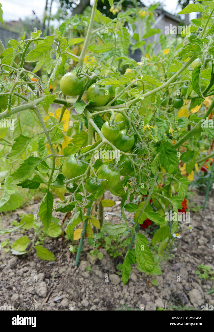 Red alert tomatoes grow on a tomato plant, the branch bending under the weight of the growing fruit Stock Photo