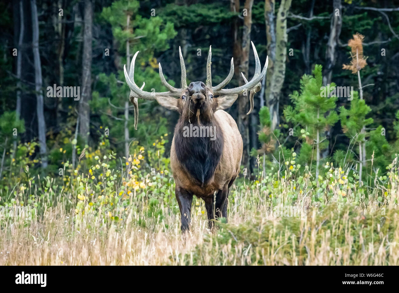Bugling bull elk (Cervus canadensis); Denver, Colorado, United States of America Stock Photo
