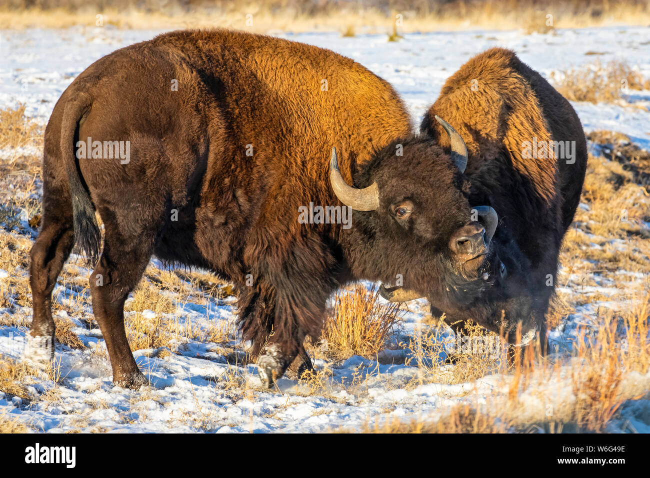 Bison (Bison bison) in a snow-covered field; Denver, Colorado, United States of America Stock Photo