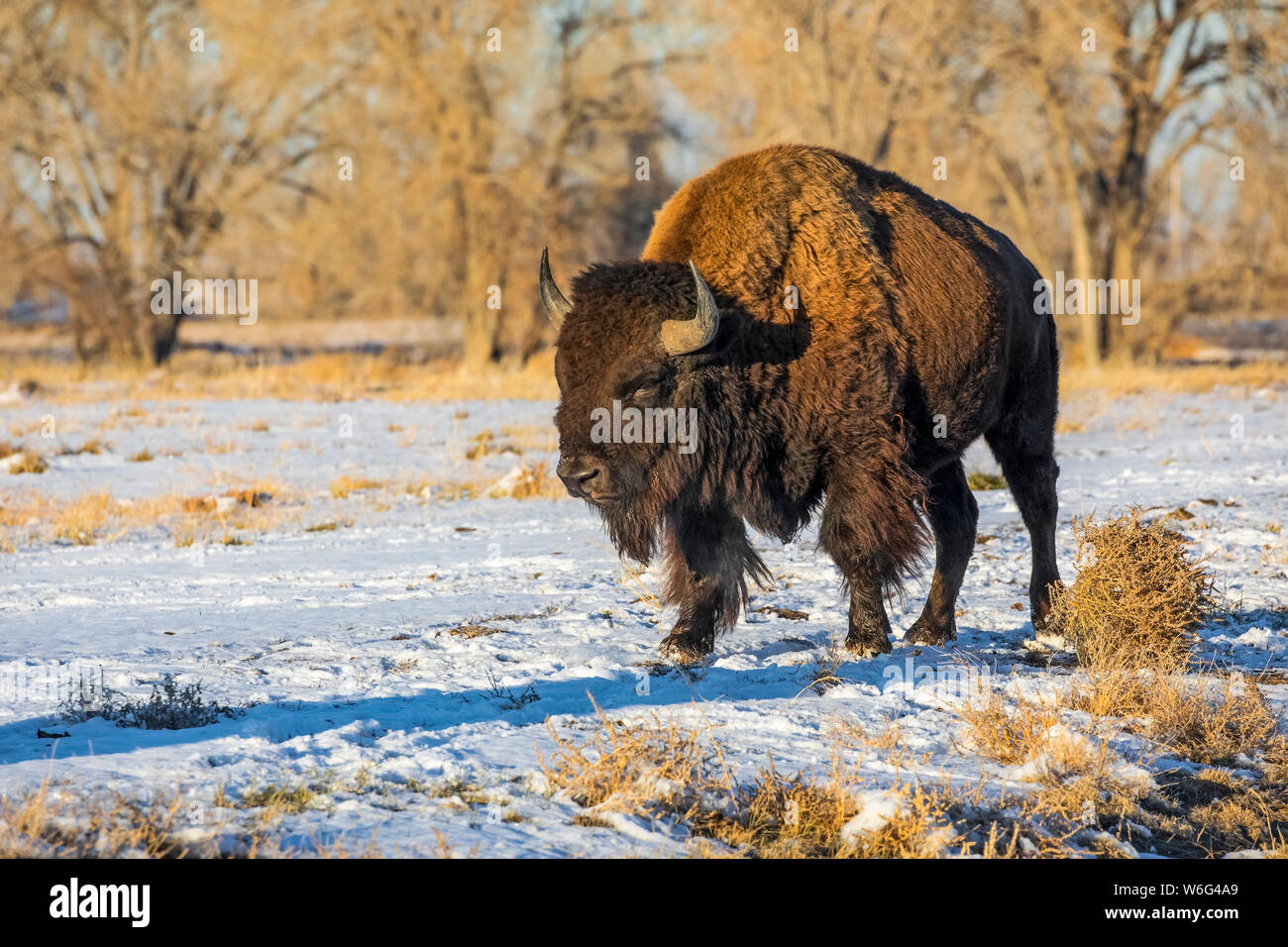 Bison (Bison bison) in a snow-covered field; Denver, Colorado, United States of America Stock Photo