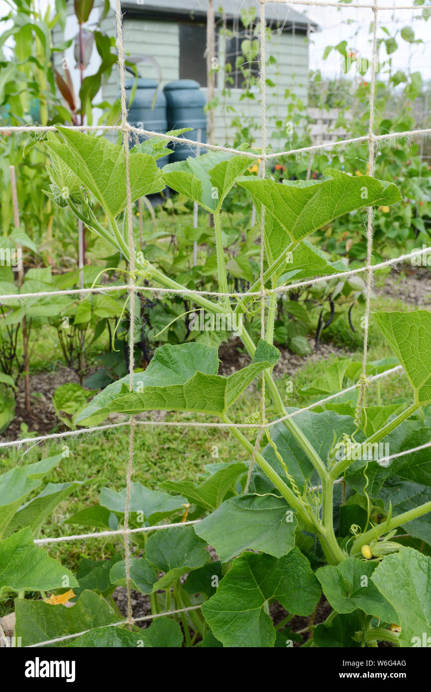 Jack-be-little pumpkin vine climbs a trellis, winding tendrils around the netting in a flourishing allotment garden Stock Photo