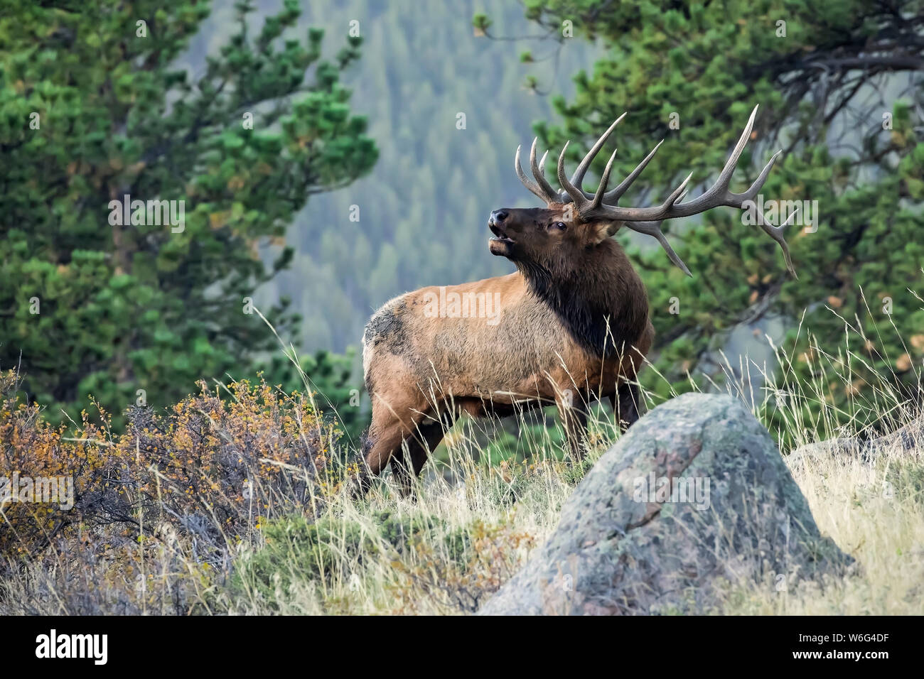 Bugling bull elk (Cervus canadensis); Denver, Colorado, United States of America Stock Photo