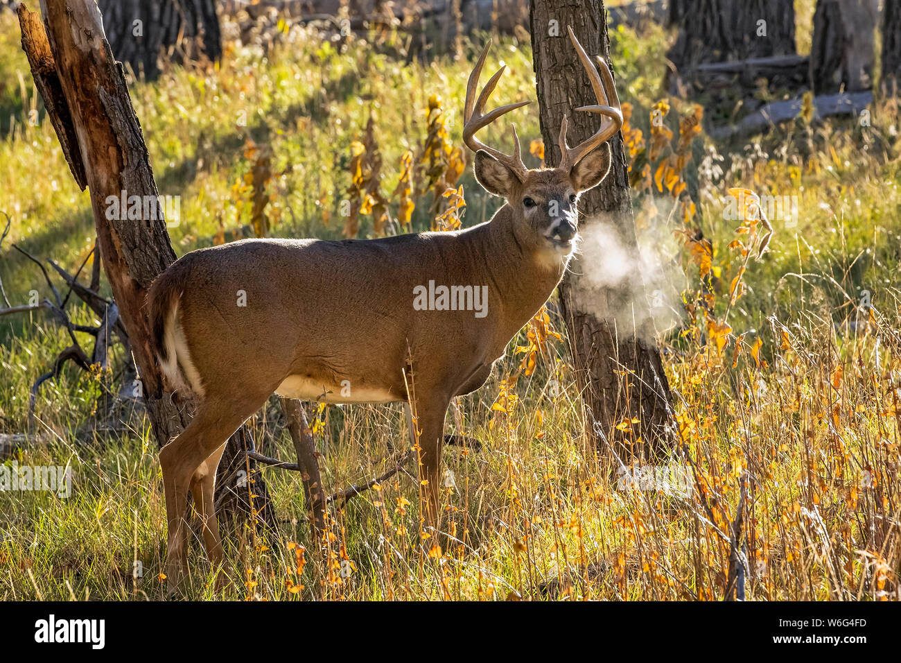 White-tailed deer buck (Odocoileus virginianus) with it's breath misted in the air in autumn; Denver, Colorado, United States of America Stock Photo