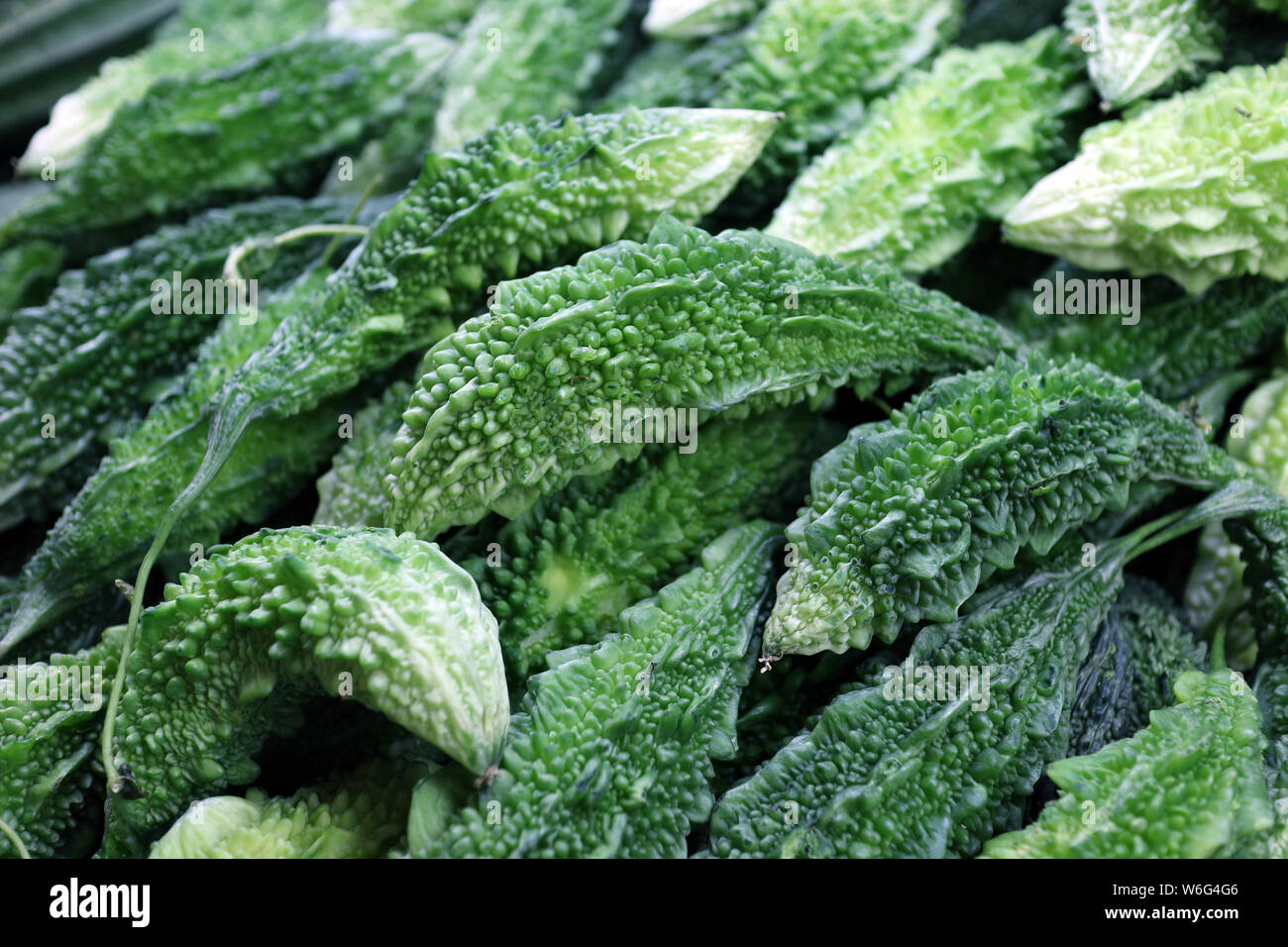 Indian bitter melon hires stock photography and images Alamy