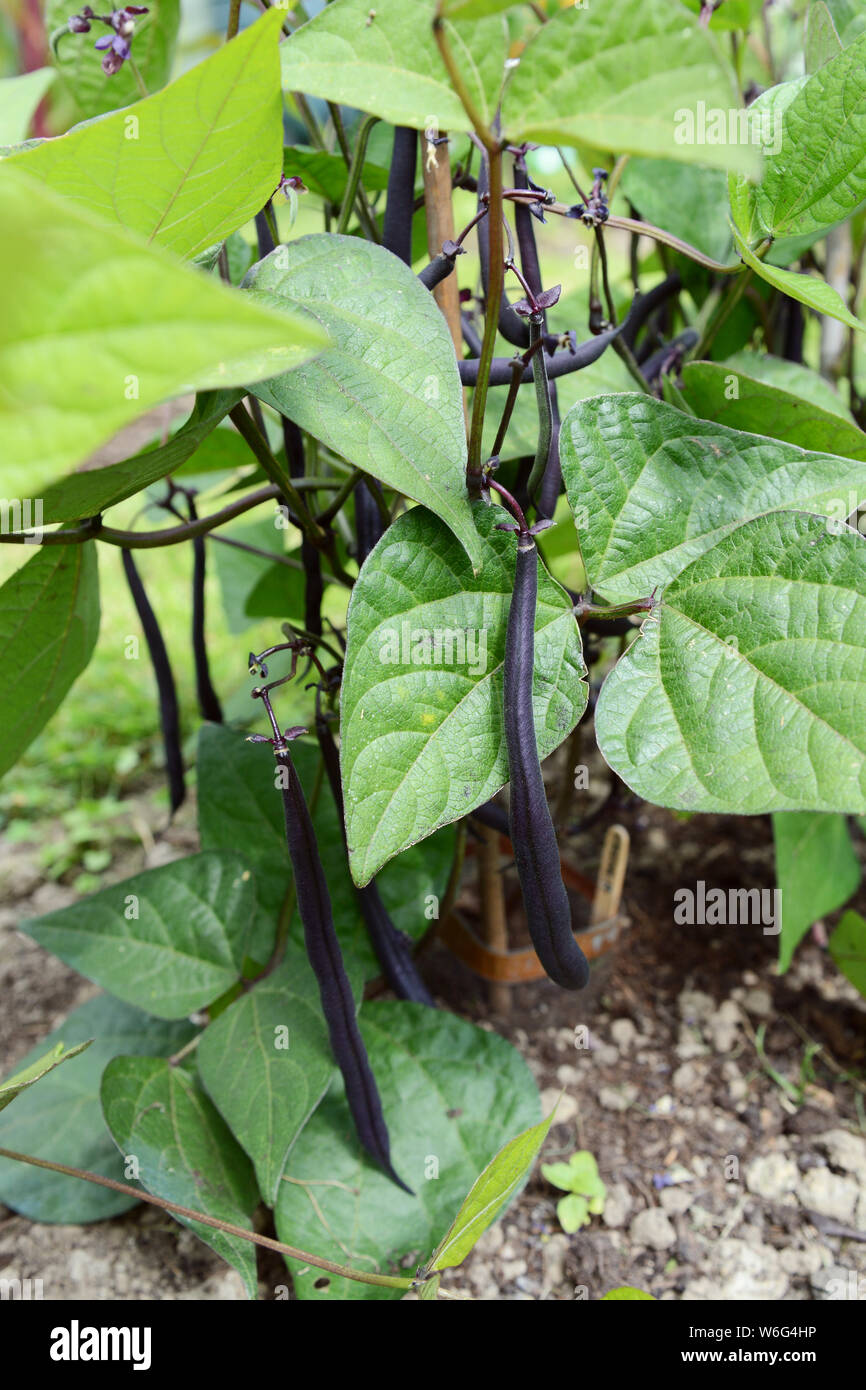 Dark purple French beans grow on dwarf plants, the bean pods hanging among green leaves Stock Photo