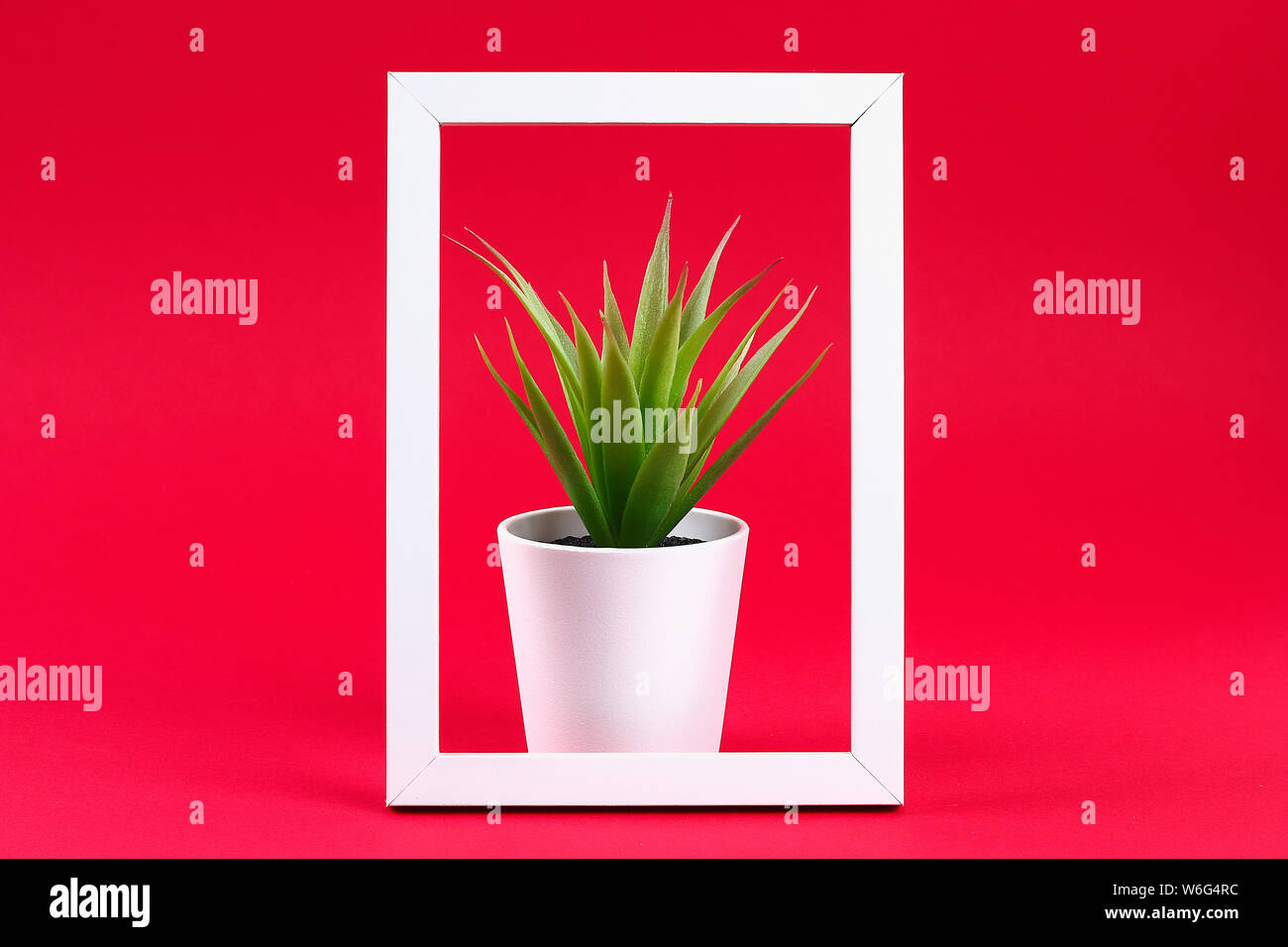 Artificial green grass in a white small pot in a white frame on a red burgundy background. Stock Photo