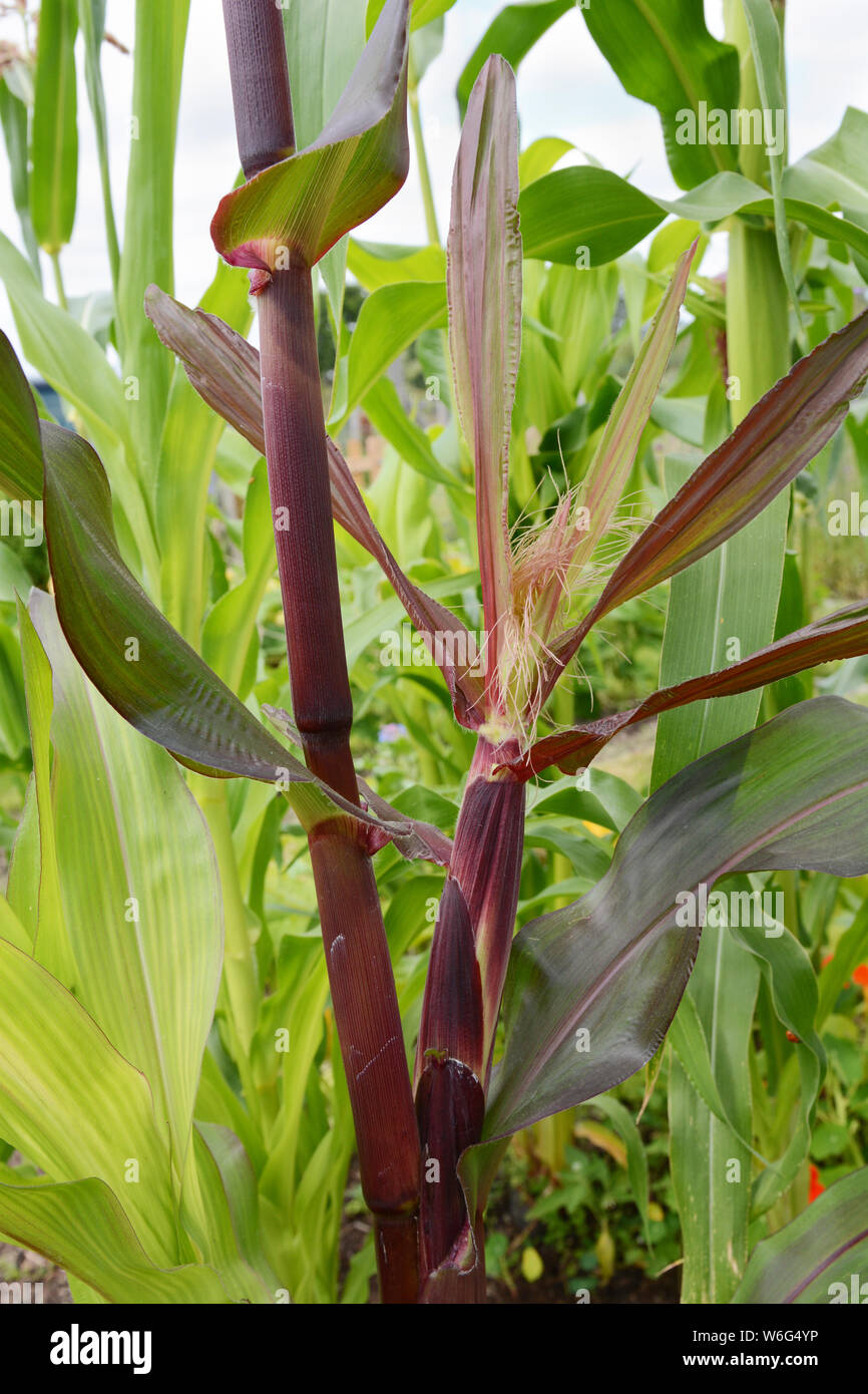 Corn cob with a silk grows on a deep red Fiesta sweetcorn plant in an allotment - Indian corn Stock Photo