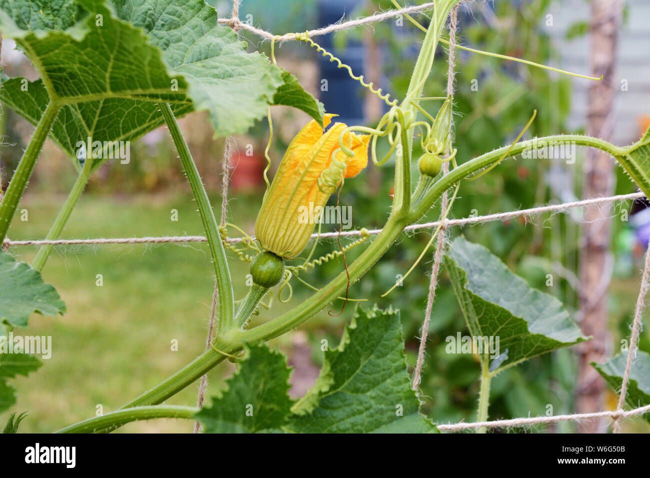 Green Twine, Plant & Garden Twine