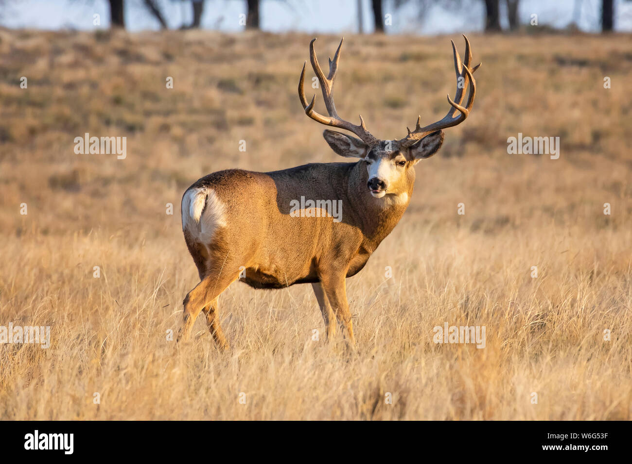 Mule deer buck (Odocoileus hemionus) standing in a grass field; Denver, Colorado, United States of America Stock Photo