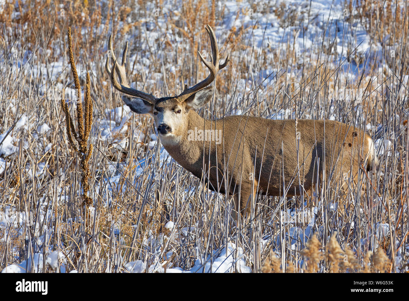 Mule deer buck (Odocoileus hemionus) standing in a grass field with traces of snow; Denver, Colorado, United States of America Stock Photo