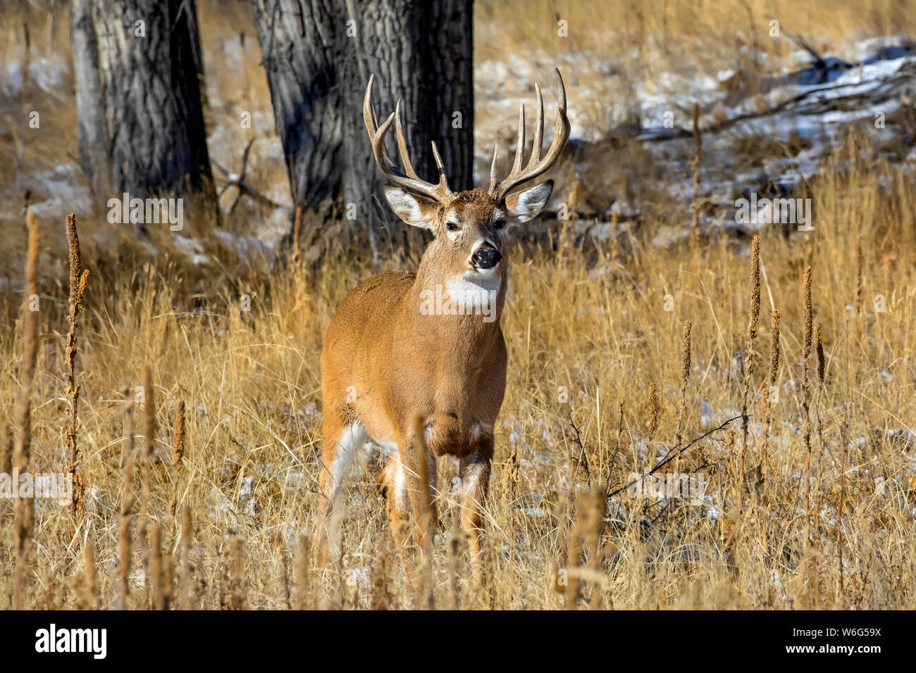 White-tailed deer (Odocoileus virginianus) buck standing in a grass field with traces of snow; Denver, Colorado, United States of America Stock Photo