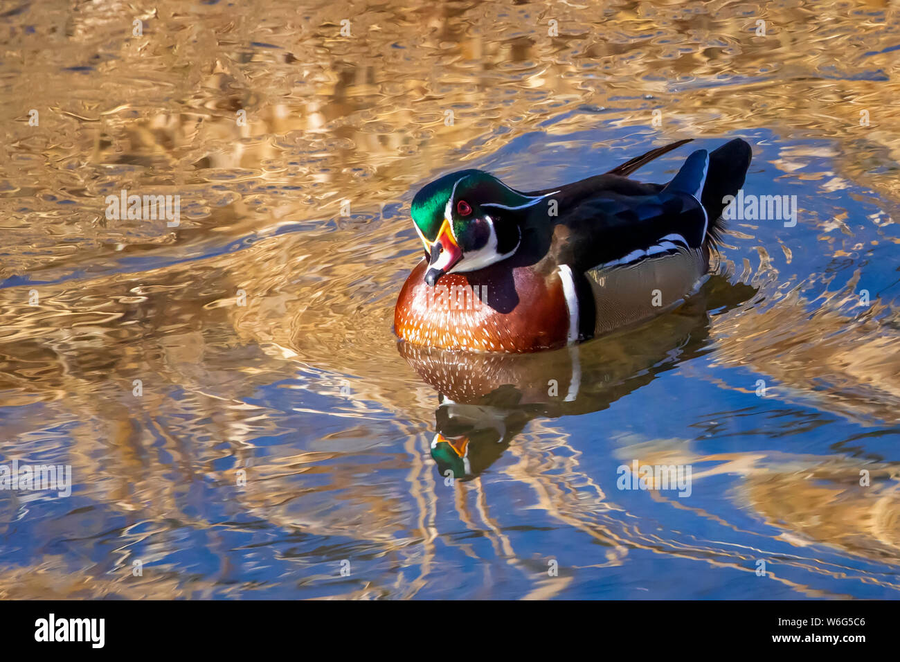 Wood duck (Aix sponsa) in water looking up at the camera; Denver, Colorado, United States of America Stock Photo
