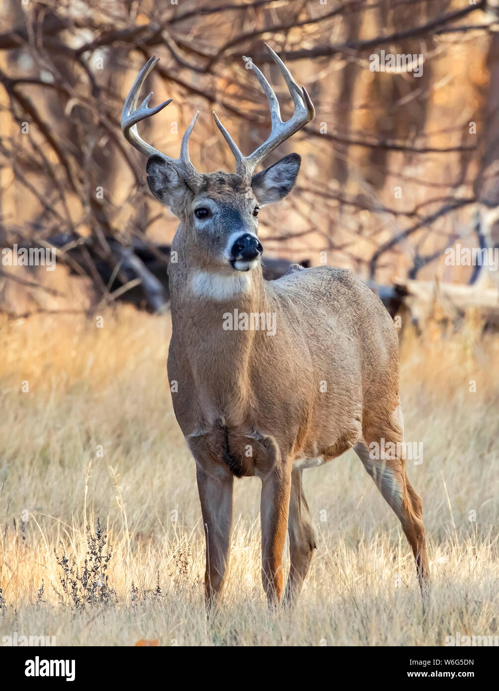 White-tailed deer (Odocoileus virginianus) buck standing in a grass field; Denver, Colorado, United States of America Stock Photo