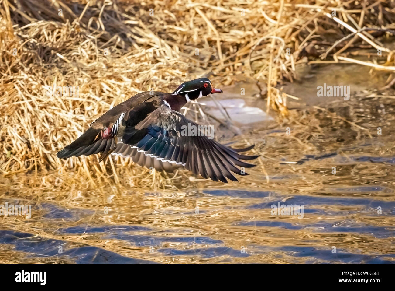 Wood duck (Aix sponsa) flying over water; Denver, Colorado, United States of America Stock Photo