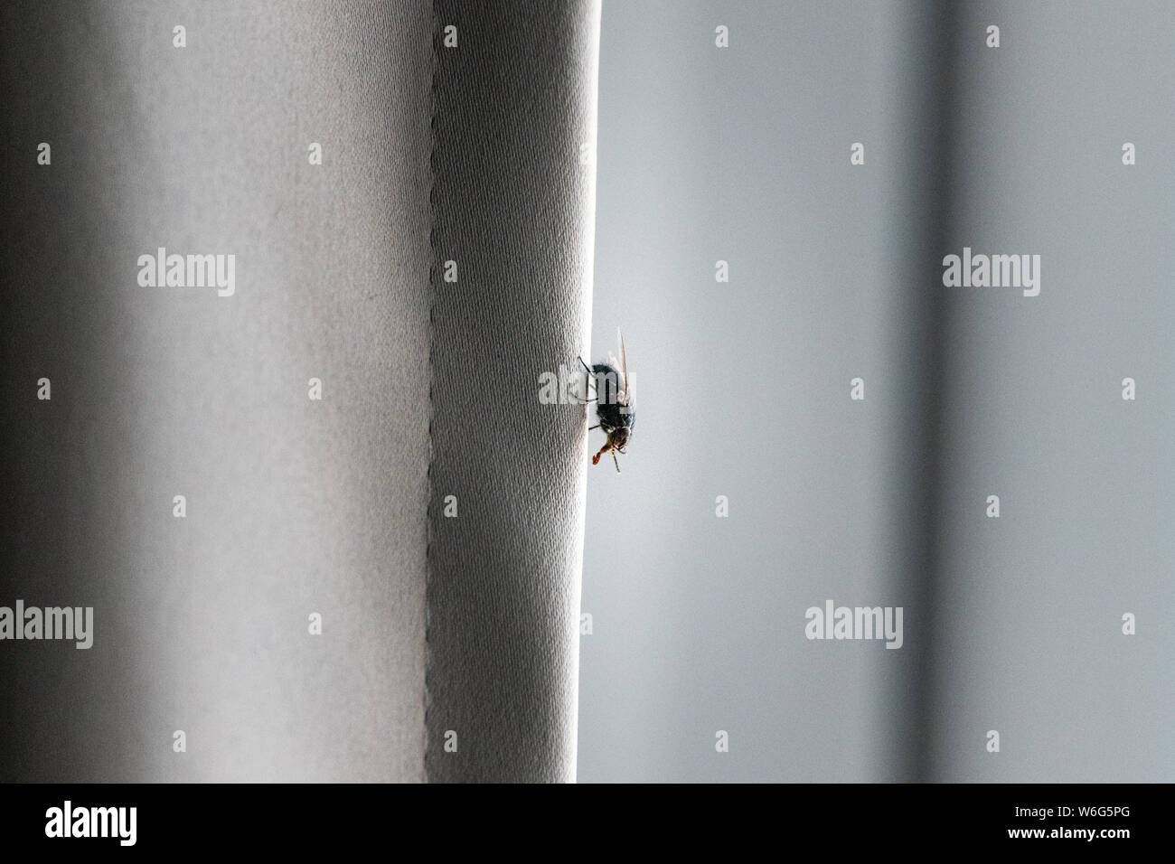 Close up house fly hi-res stock photography and images - Alamy