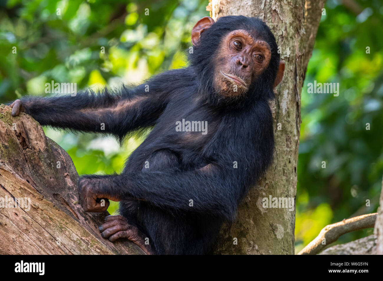 Young Chimpanzee (Pan troglodytes) resting in a tree in Mahale Mountains National Park on the shore of Lake Tanganika; Tanzania Stock Photo