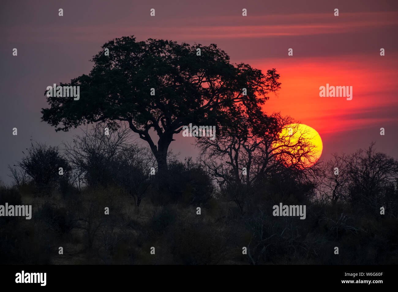 Sun sets behind a tree in Ruaha National Park; Tanzania Stock Photo