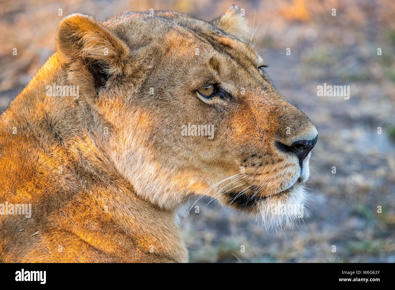 Close-up portrait of lioness (Panthera Leo),  Katavi National Park; Tanzania Stock Photo