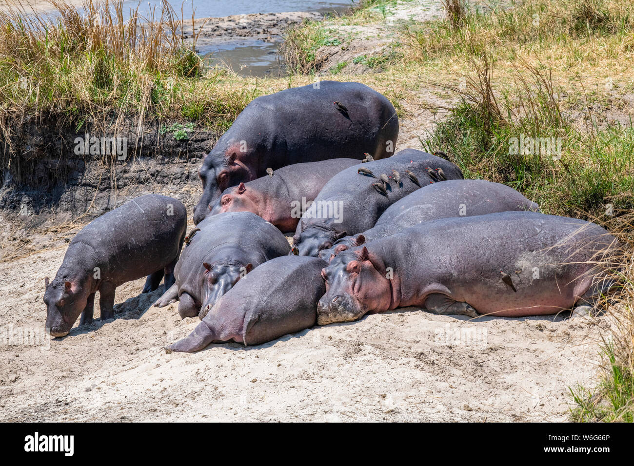 Group of Hippopotamus (Hippopotamus amphibious,) with Red-billed Oxpeckers (Buphagus erythrorhynchus) lie on sandy river bank in Katavi National Park Stock Photo