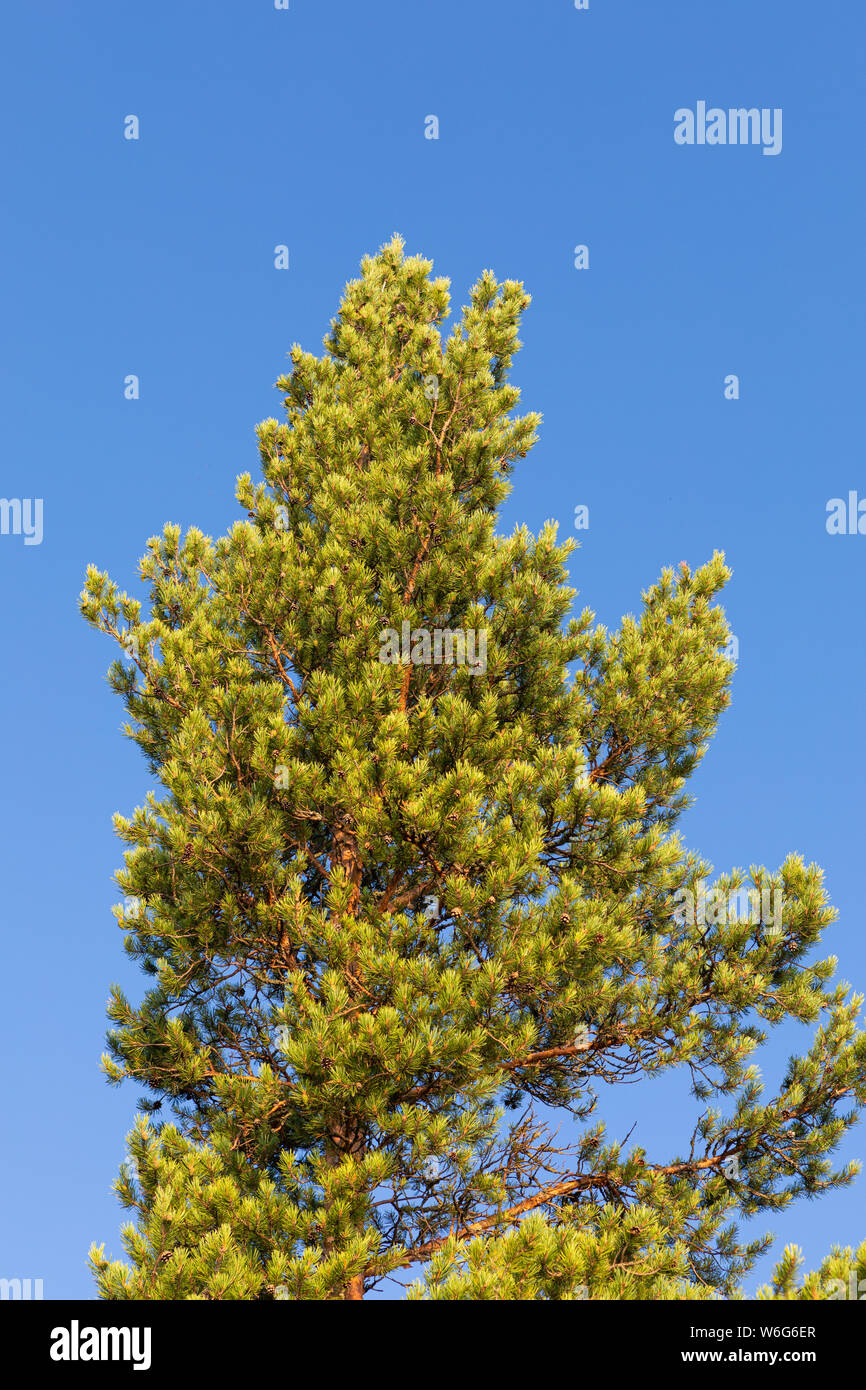 Lush pine tree branches in nature Stock Photo Alamy