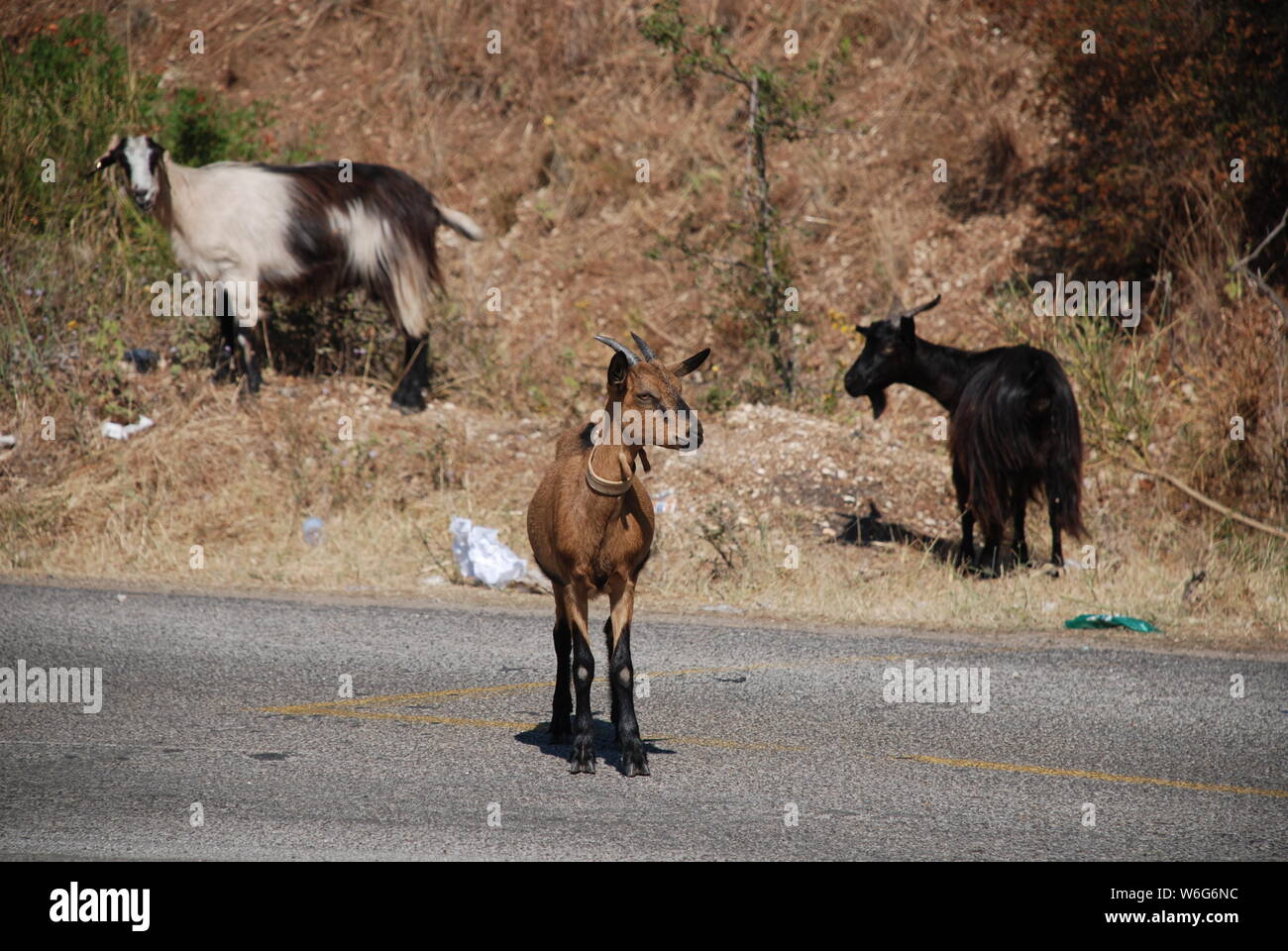 Three  goats by the roadside away from the rest of the herd. The focus is on the brown foreground goat. Tuscany, Italy Stock Photo