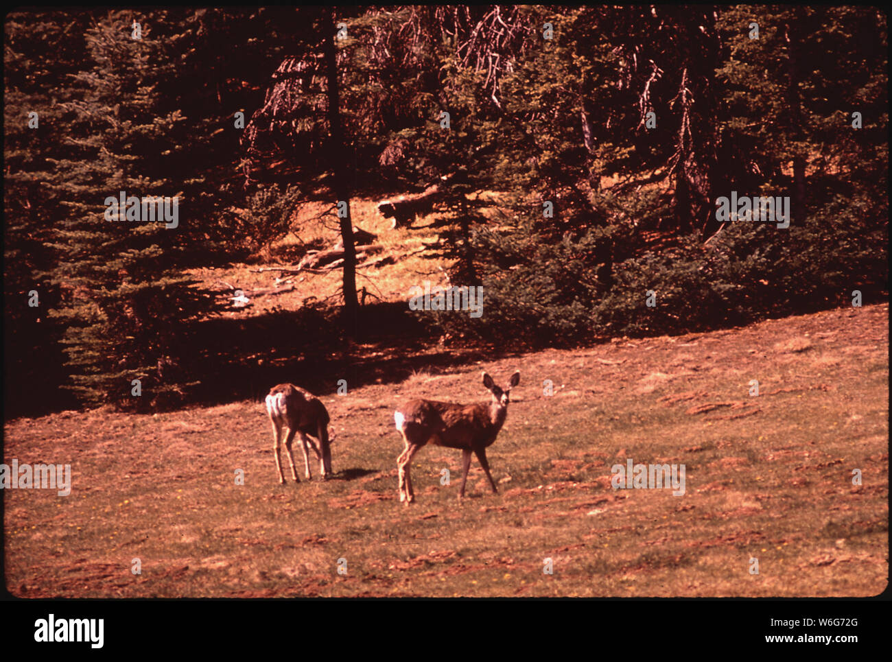 DEER IN KAIBAB NATIONAL FOREST, NEAR THE NORTH RIM OF GRAND CANYON Stock Photo Alamy