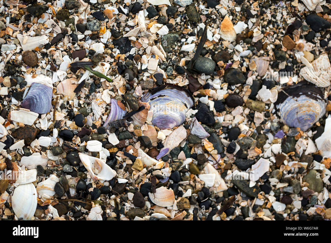 Crescent Beach Florida shells - Picture of Crescent Beach, Florida
