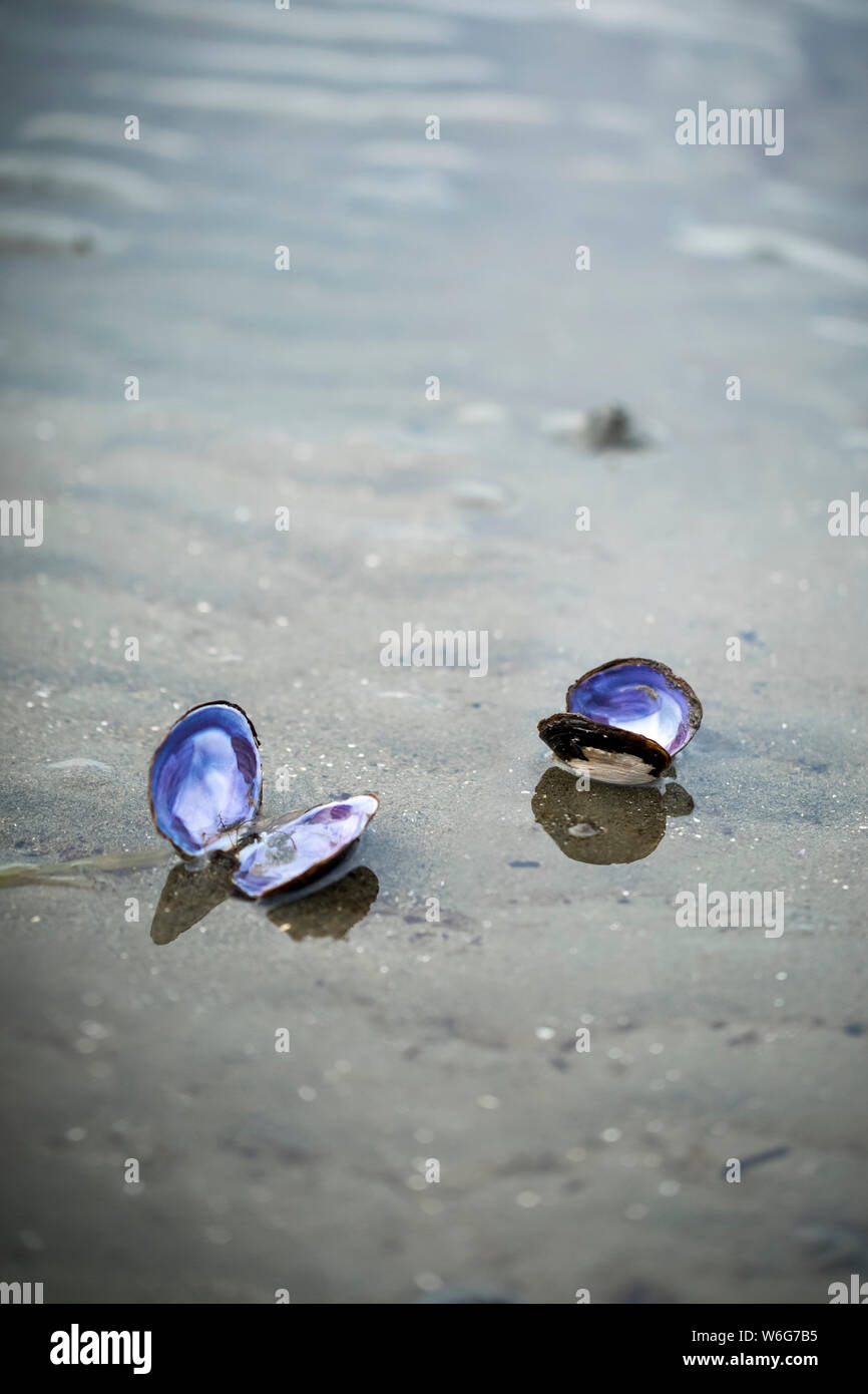 Two open bivalve shells on the beach, Blackie Spit, Crescent Beach; Surrey, British Columbia, Canada Stock Photo