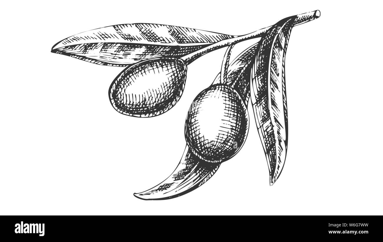 Organic Nutrition Olive Branch Hand Drawn Vector Stock Vector Image ...