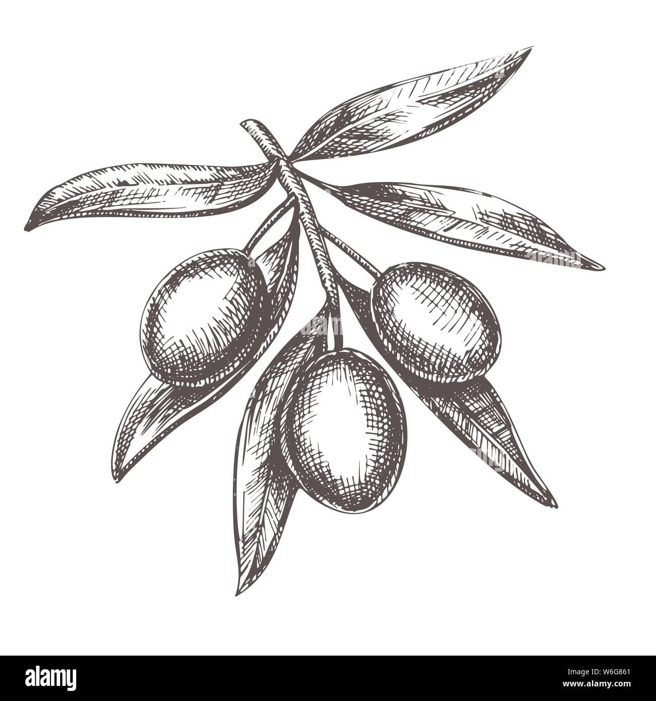 Agricultural Fresh Olive Tree Branch Ink Vector Stock Vector Image ...