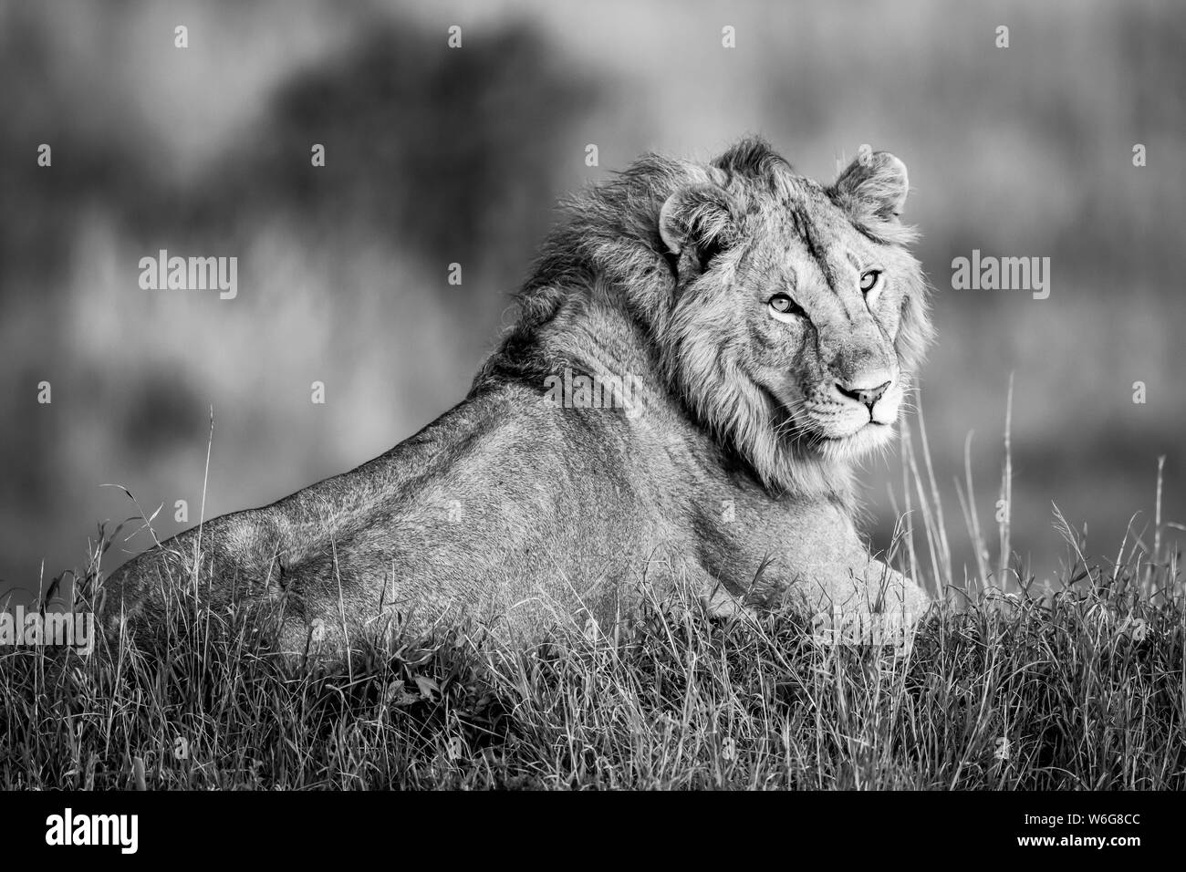Monotone male lion (Panthera leo) lies turning to camera, Serengeti; Tanzania Stock Photo