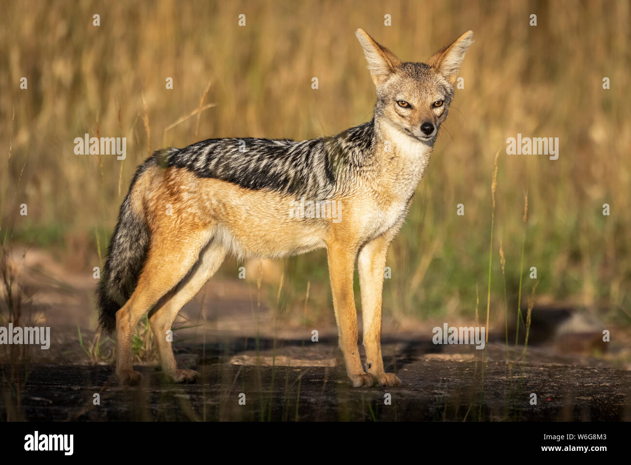 Grey jackal hi-res stock photography and images - Alamy