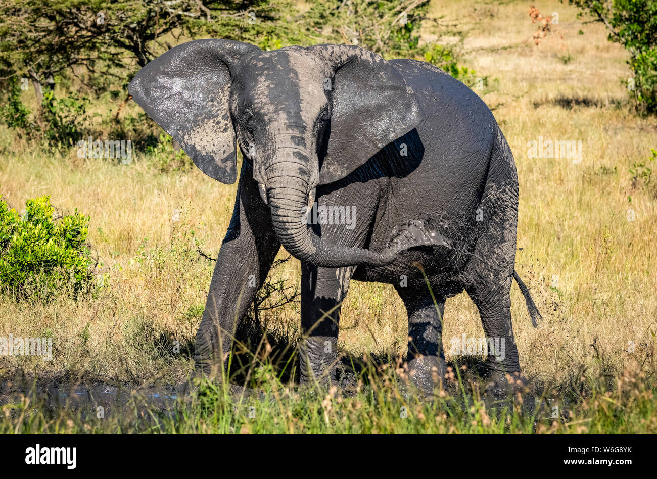 Elephant calf (Loxodonta africana) squirts muddy water over itself, Serengeti; Tanzania Stock Photo