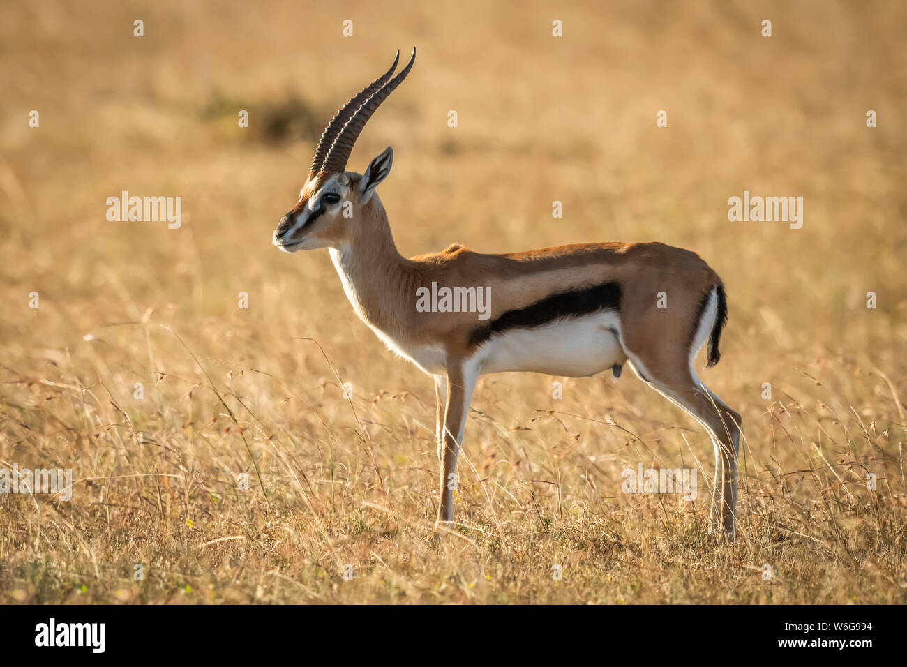 Gazelle stands alert in hi-res stock photography and images - Alamy