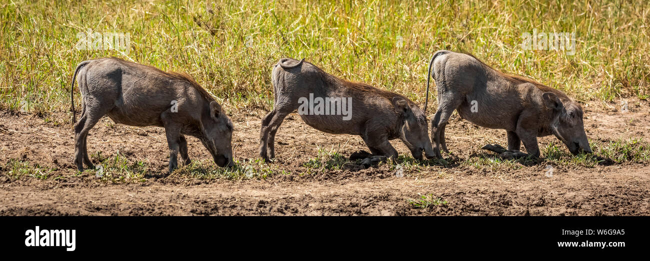 Three common warthog (Phacochoerus africanus) graze kneeling in line, Serengeti; Tanzania Stock Photo